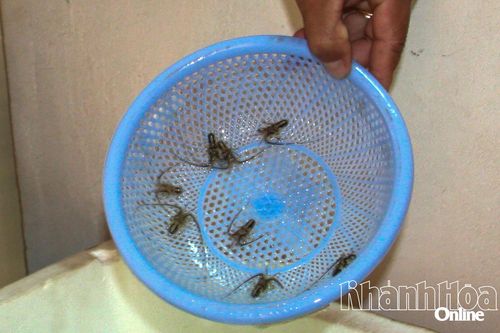 Tăng cường ngăn chặn nhập lậu, buôn bán, vận chuyển trái phép tôm hùm giống