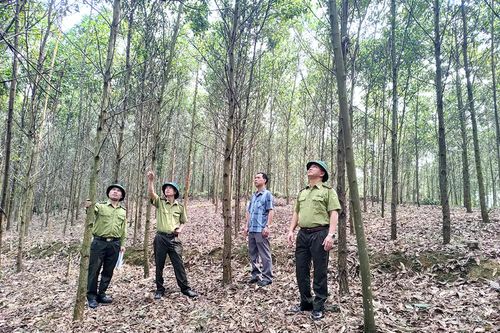 Kỳ II: Giải 'bài toán' tăng diện tích rừng FSC