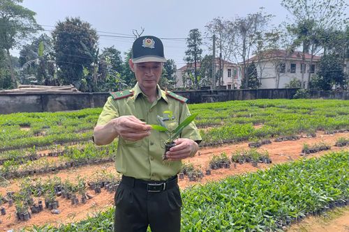 Toàn tỉnh trồng hơn 4.200ha rừng tập trung