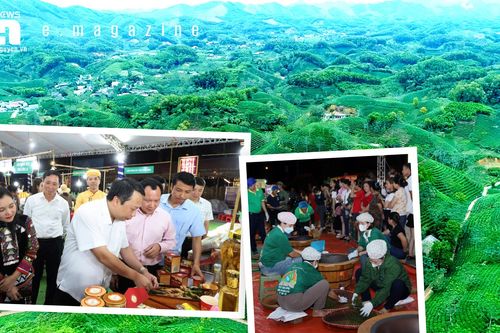 Giả thiết nào về lịch sử cây chè Thái Nguyên?- Kỳ 3: Giữ lấy gốc xưa, ươm mầm tương lai