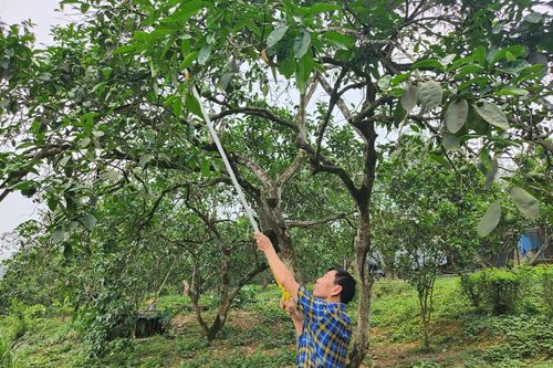 Huyện Yên Bình (Yên Bái) phát triển nông nghiệp vượt trên 100% kế hoạch