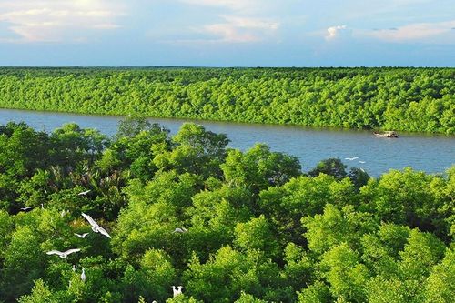 Giữ rừng, giữ nhịp sống thiên nhiên giữa biến đổi khí hậu