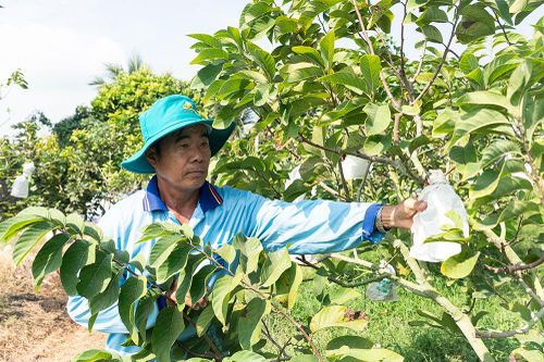 HTX giúp đẩy lùi cái nghèo ở Vĩnh Hanh