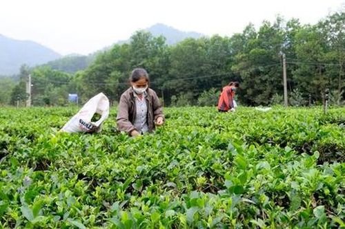 HTX mang lại giá trị lớn cho những lá chè nhỏ Bắc Sơn