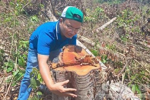 Vụ phá rừng ở Kon Tum: Ban Nội chính Tỉnh ủy yêu cầu báo cáo