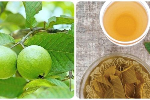 Trà lá ổi có tác dụng đặc biệt gì?