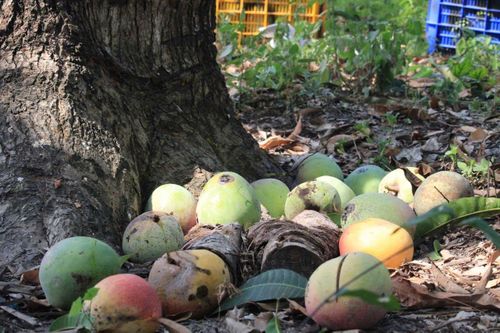 Giá xoài Úc giảm còn 1.000 - 5.000 đồng/kg, nông dân Khánh Hòa để rụng đầy vườn