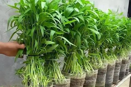 Những loại rau trồng một lần ăn quanh năm