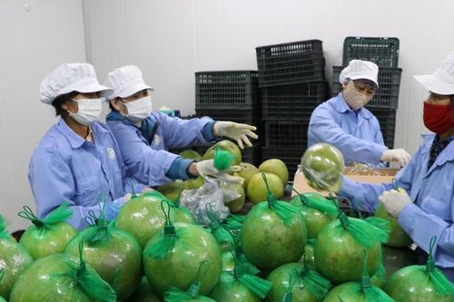 Thị trường Australia rộng cửa cho bưởi Việt