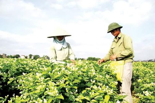 Hà Nội: hình thành nhiều mô hình nông nghiệp xanh