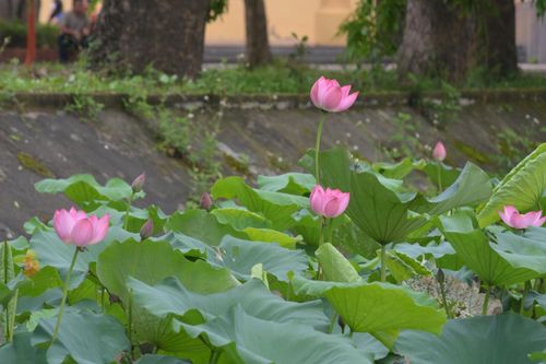 Tháng 5, hoa sen đua nở trên quê hương Chủ tịch Hồ Chí Minh