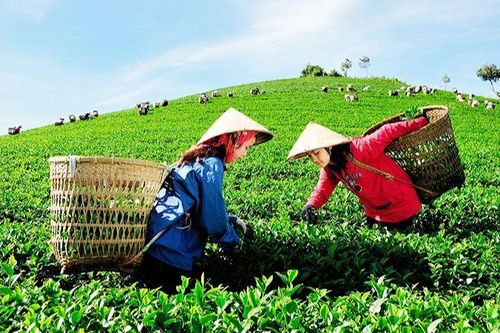 Xây dựng chuỗi giá trị hữu cơ: Chìa khóa cho phát triển bền vững