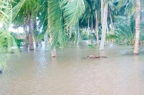 Trà Vinh: Công bố tình huống khẩn cấp sạt lở Cồn Hô