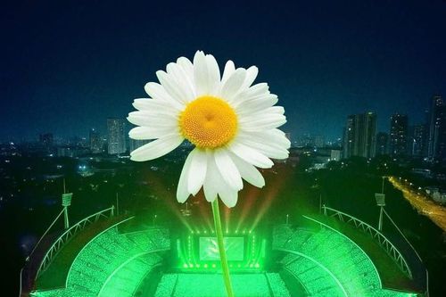 Vì sao những ngày này mở Facebook ra là thấy hoa cúc khuyết cánh?