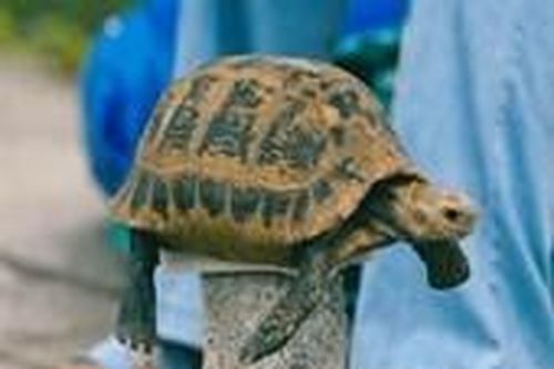 Gỡ bỏ các tài khoản buôn bán động vật hoang dã trên không gian mạng