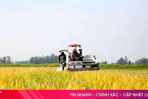 Địa phương đầu tiên ở Hà Tĩnh thu hoạch rộ lúa xuân