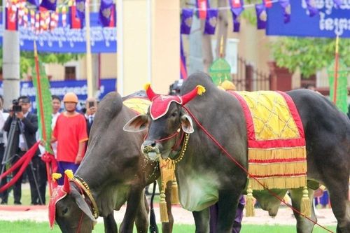 Campuchia khai hội Tịch điền: Bò thiêng ăn ngô lúa, báo hiệu mùa màng bội thu