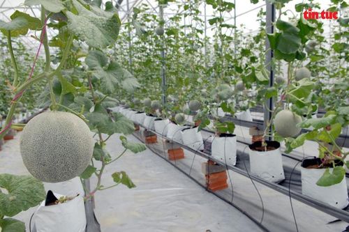 Thúc đẩy hợp tác nông nghiệp thông minh Việt Nam - Áo