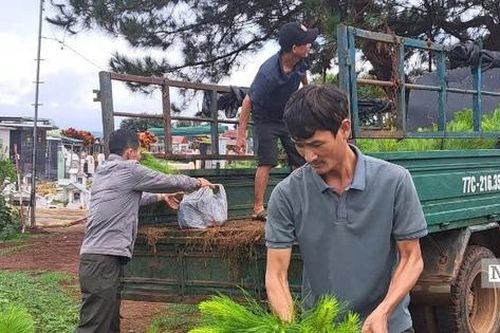 Gia Lai: Kiến tạo sinh kế từ 'lá phổi xanh' Tây Nguyên