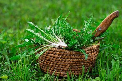 Mỹ đánh giá 'rau tốt nhất thế giới' hóa ra là rau quen thuộc ở nước ta
