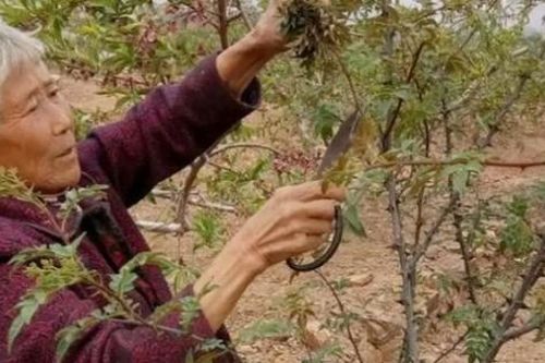 Cây xưa chỉ trồng lấy quả, nay ngắt lá đem bán cũng ra tiền