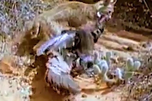 CLIP: Linh miêu phi thân như tia chớp, đoạt mạng gà tây trong chớp mắt