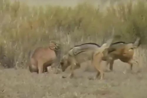 CLIP: Hai chú chó rừng liều lĩnh tấn công linh miêu để giành lại xác đồng loại