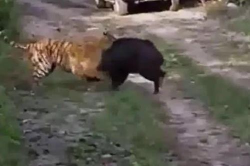 CLIP: Lợn rừng liều mạng thoát khỏi nanh vuốt hổ dữ và cái kết