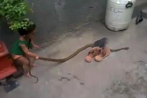 CLIP: Rùng mình cảnh bé gái chưa đầy 2 tuổi tay không bắt rắn trong sân nhà