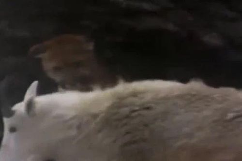 CLIP: Báo sư tử chọn nhầm con mồi, bị dê núi tấn công dữ dội phải bỏ chạy