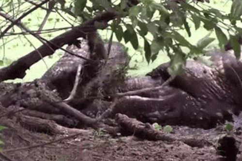 CLIP: Cá sấu Bắc Mỹ tung 'cú xoáy tử thần' kinh hoàng, nghiền nát đối thủ trong cuộc tử chiến đồng loại