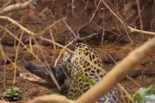 CLIP: Báo đốm phi thân xuống nước, tóm gọn cá sấu caiman trong tích tắc