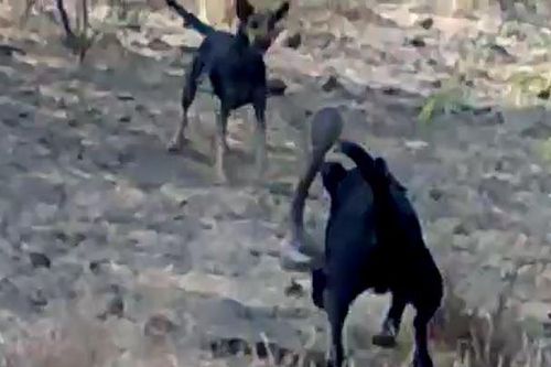 CLIP: Rắn hổ mang tử chiến với 2 con chó nhà và cái kết 'nghẹt thở'