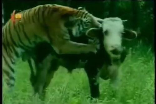 CLIP: Hổ vằn tung đòn chớp nhoáng, hạ gục bò sữa trong tích tắc