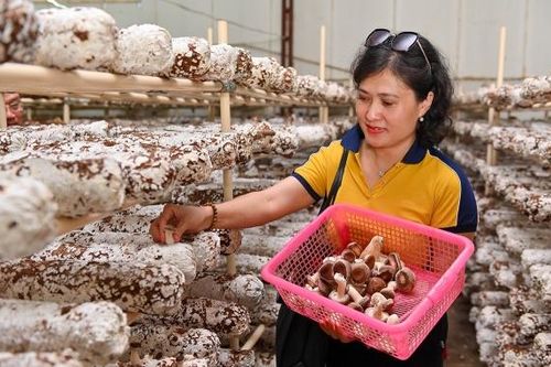 Sản phẩm hữu cơ chỉ chiếm khoảng 1,46% kim ngạch xuất khẩu