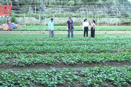 Phát triển vùng sản xuất rau an toàn