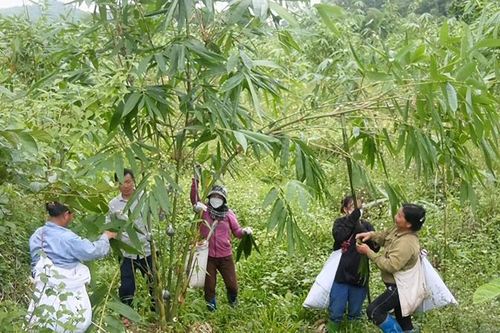 Phát triển lâm nghiệp bền vững: Tạo sinh kế cho đồng bào miền núi