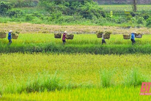 Vùng cao xứ Thanh vào mùa thu hoạch lúa