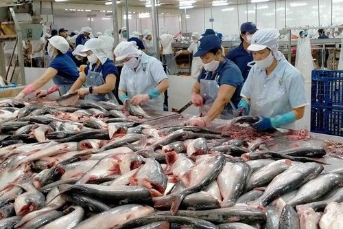 Cá tra Việt Nam 'rộng cửa' vào thị trường Brazil