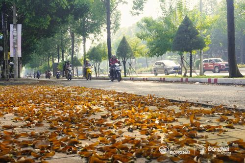 [Chùm ảnh] Mùa chò nâu, ngắm những cánh hoa nâu khoe sắc, xoay tít như chong chóng giữa Biên Hòa