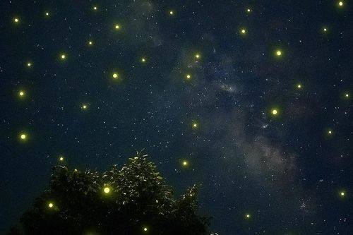 Ngắm đom đóm trên phố núi Pleiku