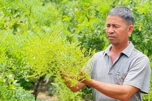 Nông dân Ia Blứ trồng hoa hòe theo tiêu chuẩn VietGAP