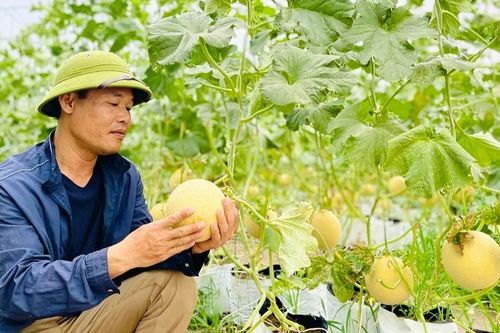 Chứng nhận VietGAP: 'Bệ phóng' xây dựng nông sản sạch