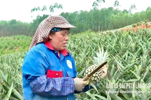 Hữu Lũng mùa dứa ngọt