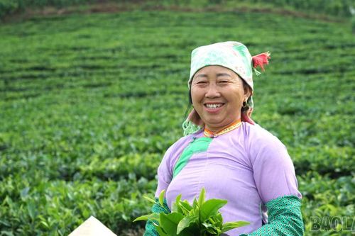 Tảo tần trên nương chè Lùng Vai