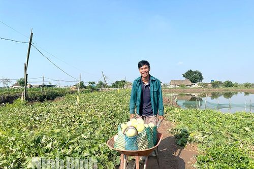 Dưa lê Kim Sơn 'chín ngọt' niềm vui
