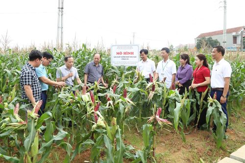 Có thể nhân rộng giống ngô hoa quả VNUA141 tại Phú Thọ