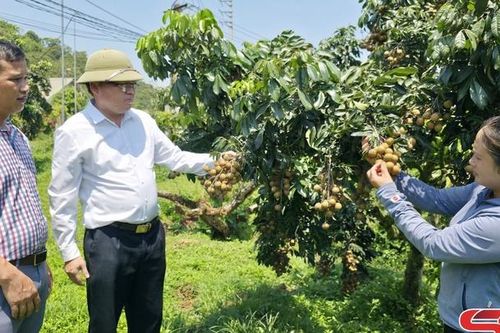'Đảo chiều' mùa vụ, cho quả ngọt bốn mùa