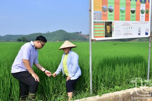 Chuyển đổi canh tác cây trồng thích ứng với biến đổi khí hậu