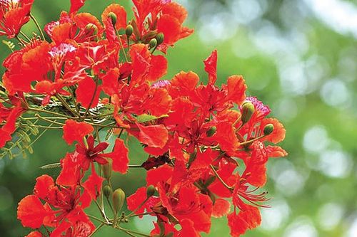 Hỏi: Trách nhiệm của cơ quan tham mưu, giúp việc trong hoạt động tiếp xúc cử tri của ĐBQH và đại biểu HĐND như thế nào?